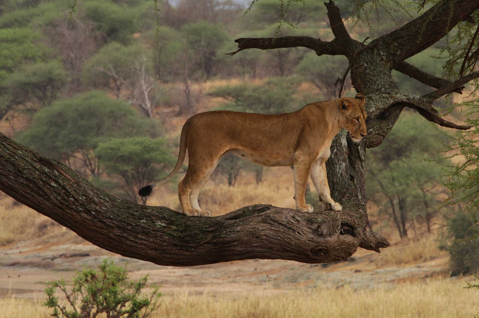 lion on a tree branch in the serengeti