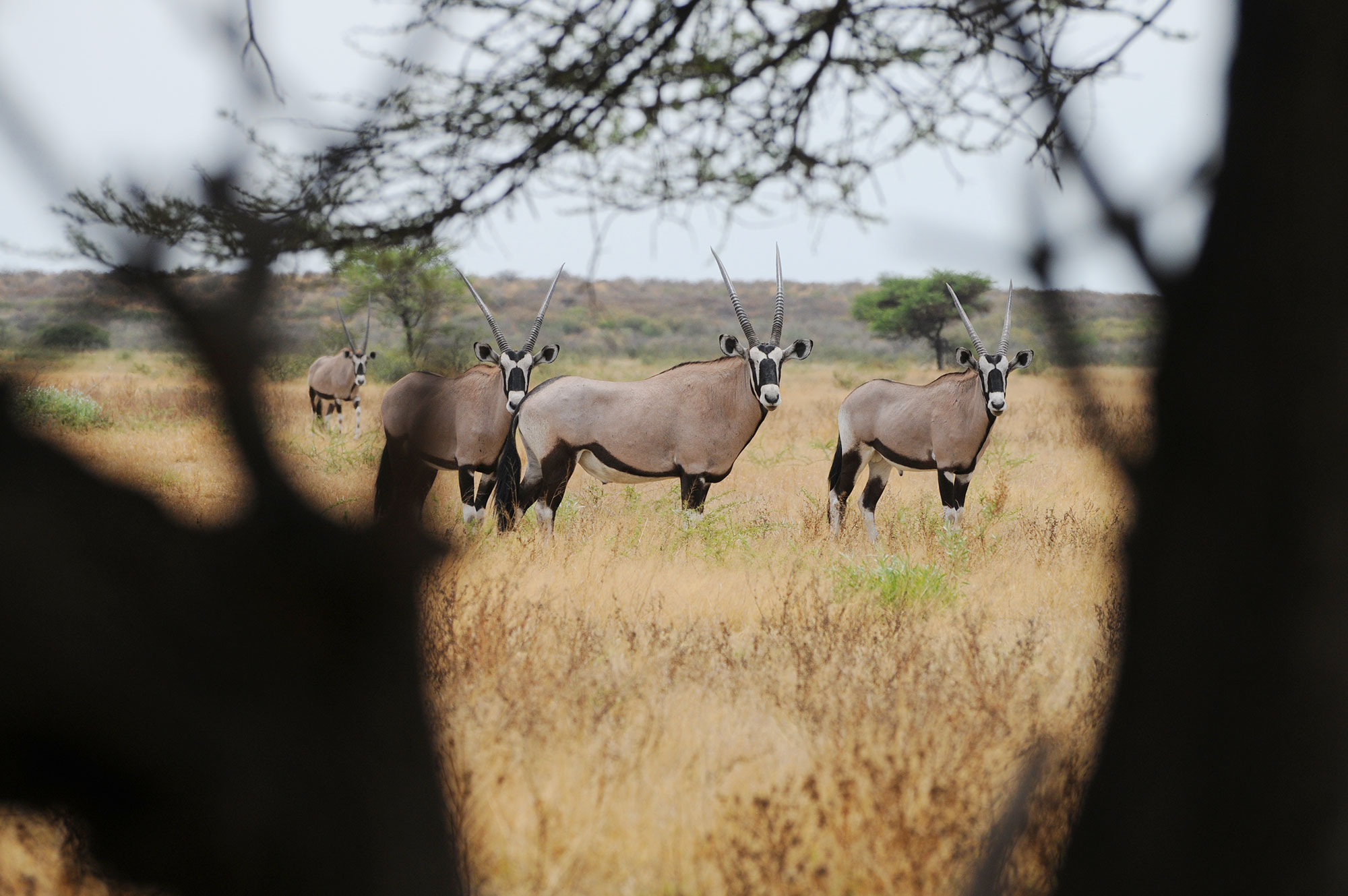 orix in etosha natural park during a namibia safari