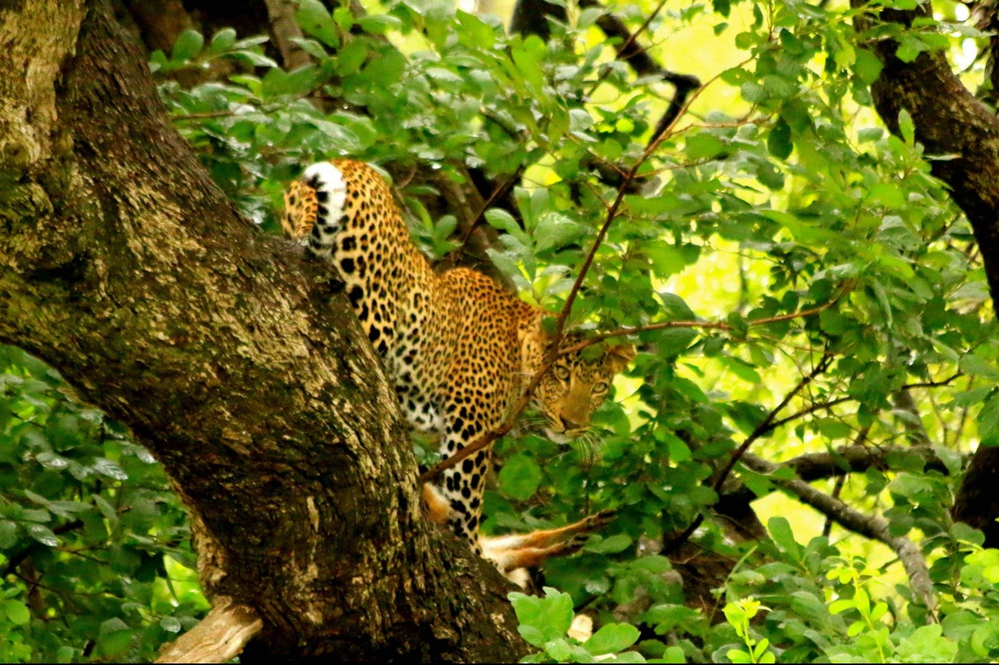 leopard during safari in botswana