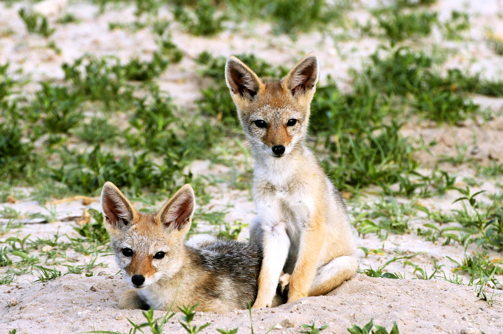 small foxes in kruger park during safari