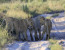 12 Day Extreme Wildlife Experience Botswana/Namibia