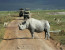 Wonder of the world tracking the Wildebeest migration safari in western Serengeti