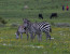 1 DAY SAFARI TO TARANGIRE NATIONAL PARK