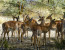 3 Days 2 Nights Day Mikumi National Park Lodge Safari