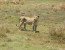 5 days Okavango Delta to Moremi Game Reserve