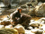 GOMBE NATIONAL PARK - 3 Days/2 Nights - West Tanzania