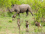 4-Day Exclusive Lodge Timbavati Private Nature Reserve