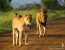 5-Day Family Panoramic, Animal Interaction & Kruger Park