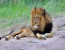 3 Days Join Group Safari Tour Tanzania