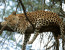 3 Days Join Group Safari Tour Tanzania