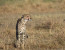 3 Days Join Group Safari Tour Tanzania