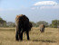 3 Days Tsavo East and Amboseli Kenya Safari