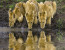 7 Days – Migration Safari Tour – December To March