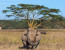 9 Days Budget Lodge Safari Tour Tanzania