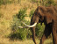 4-Day Exclusive Lodge Timbavati Private Nature Reserve