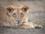 9 Days Budget Lodge Safari Tour Tanzania