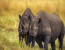 6 DAYS CLASSIC BUDGET CAMPING AND CULTURE (TARANGIRE, SERENGETI, NGORONGORO AND EYASI