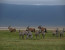 7 Days – Migration Safari Tour – December To March
