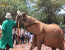 Giraffe Centre and David Sheldrick Half Day Tour 