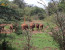 Giraffe Centre and David Sheldrick Half Day Tour 