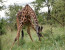 HONEYMOON SAFARI/ 5DAYS 