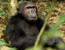 10 Days Uganda Gorilla and Wildlife Safari