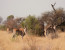 4-Day Mziki Eco Escape