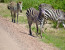 3Days 2Nights Amboseli Safari
