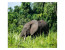 Odzala-Kokoua Park Discovery Camps- CCC Lango- Ngaga - Mboko Luxury Safari Camps