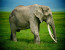 2 days camping safaris 