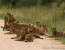 3-Day Quick Kruger Safari