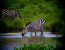 2 days camping safaris 