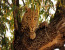 7 Days – Migration Safari Tour – December To March