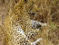  7 - Days Lake Manyara - Serengeti - Ngorongoro Crater - Tarangire Safari