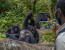 GOMBE NATIONAL PARK - 3 Days/2 Nights - West Tanzania