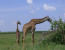 1 - Day Arusha National Park Safari