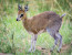 7 Days – Migration Safari Tour – December To March