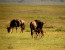7 Days – Migration Safari Tour – December To March