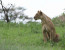 1 DAY SAFARI TO TARANGIRE NATIONAL PARK