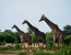 1 Day Lake Manyara National Park Safari