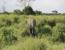 1 DAY SAFARI TO TARANGIRE NATIONAL PARK
