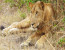 3 Days Queen Elizabeth National Park Safari