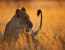 5 Days 4 Nights Tanzania Lodging Wildlife Safari