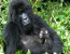 2-Day Gorilla safari tour in Rwanda