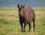 7 Days – Migration Safari Tour – December To March