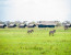 7 Days Lewa Conservancy & Maasai Mara Luxury Safari