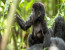 3 Days Gorilla Tracking Safari in Rwanda