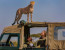 Lake Tanganyika & Katavi National Park Tour (5 Days Safari)