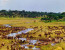 7 Days – Migration Safari Tour – December To March