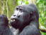 3 days 2 nights Uganda gorilla safari